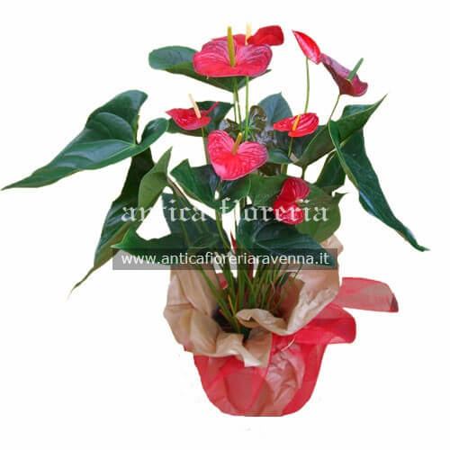 Pianta di Anthurium confezionata